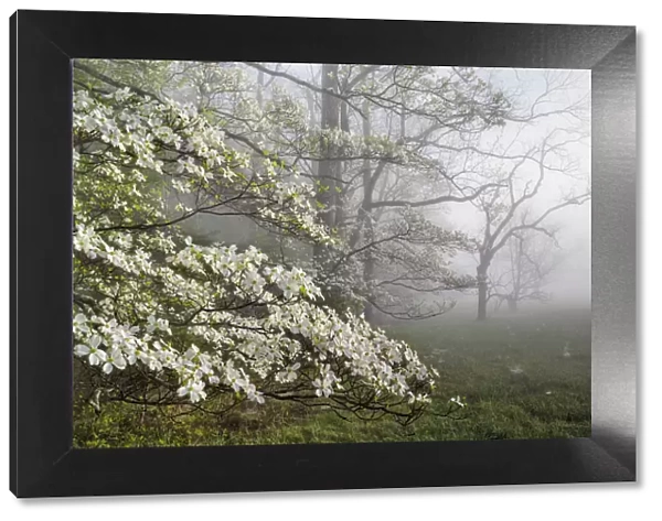 Flowering Dogwoods (Cornus florida) on a misty morning in Cades Cove, Great Smoky Mountains National park, Tennessee, USA