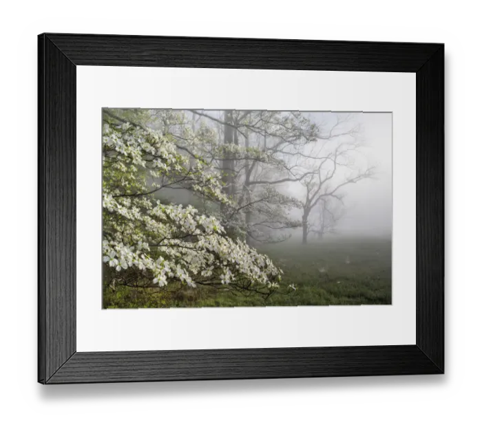 Framed Print : Flowering Dogwoods (Cornus florida) on a misty morning in Cades Cove, Great Smoky Mountains National park, Tennessee, USA Framed Print : Flowering Dogwoods (Cornus florida) on a misty morning in Cades Cove, Great Smoky Mountains National park, Tennessee, USA