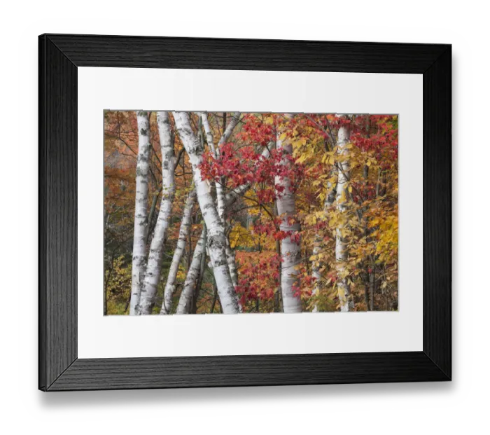 Framed Print : The low contrast light of an overcast day bring out the vivid autumn colors of maple and birch trees, Baxter State Park, Maine, USA Framed Print : The low contrast light of an overcast day bring out the vivid autumn colors of maple and birch trees, Baxter State Park, Maine, USA