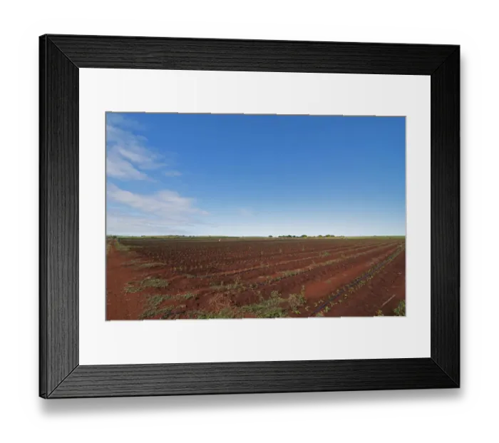 Framed Print : Photography, colour image, color image, day, horizontal, outdoors, agriculture, non-urban Framed Print : Photography, colour image, color image, day, horizontal, outdoors, agriculture, non-urban