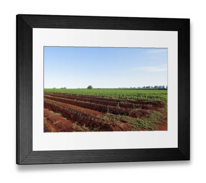 Framed Print : Photography, colour image, color image, day, horizontal, outdoors, agriculture, non-urban Framed Print : Photography, colour image, color image, day, horizontal, outdoors, agriculture, non-urban