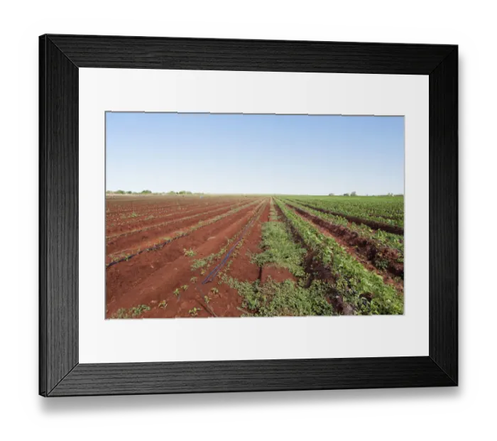 Framed Print : Photography, colour image, color image, day, horizontal, outdoors, agriculture, non-urban Framed Print : Photography, colour image, color image, day, horizontal, outdoors, agriculture, non-urban