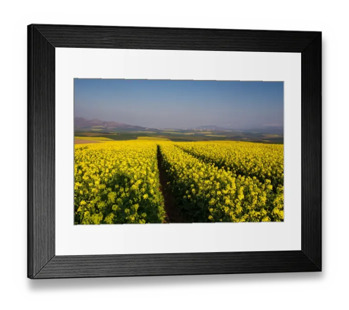 Framed Print : Color Image, Photography, No People, Horizontal, Outdoors, Day, Nature, Agriculture Framed Print : Color Image, Photography, No People, Horizontal, Outdoors, Day, Nature, Agriculture