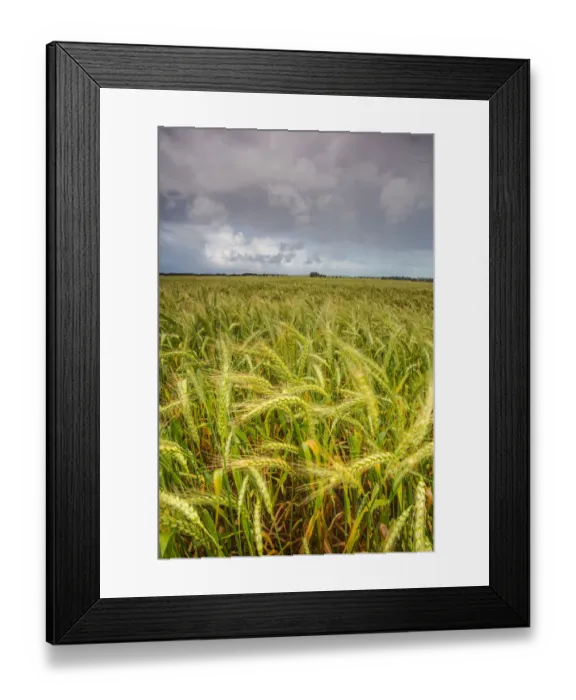 Framed Print : Color Image, Photography, No People, Vertical, Outdoors, Day, Nature, Agriculture Framed Print : Color Image, Photography, No People, Vertical, Outdoors, Day, Nature, Agriculture