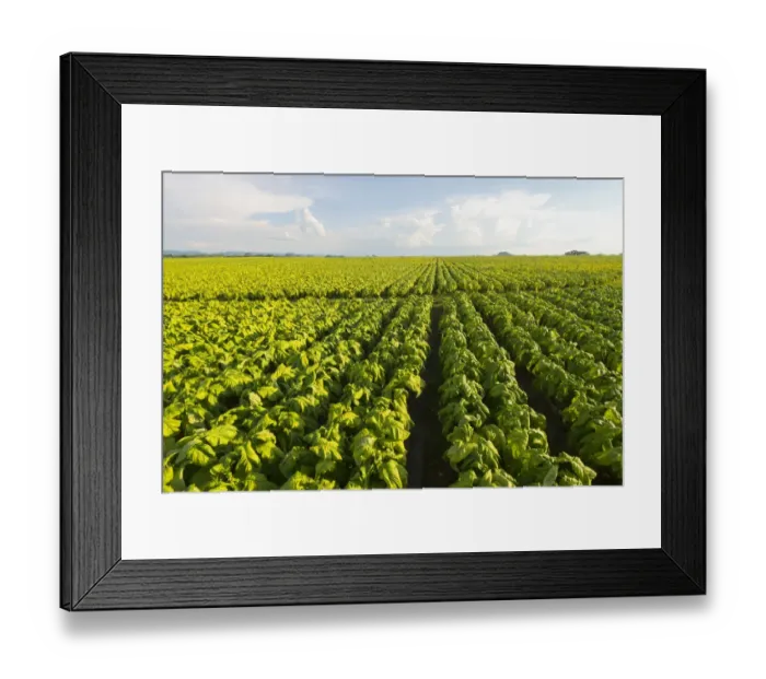 Framed Print : Color Image, Photography, No People, Horizontal, Outdoors, Day, Rural Scene, Horizon Over Land Framed Print : Color Image, Photography, No People, Horizontal, Outdoors, Day, Rural Scene, Horizon Over Land