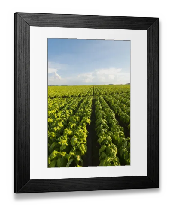 Framed Print : Color Image, Photography, No People, Vertical, Outdoors, Day, Cloud, Rural Scene