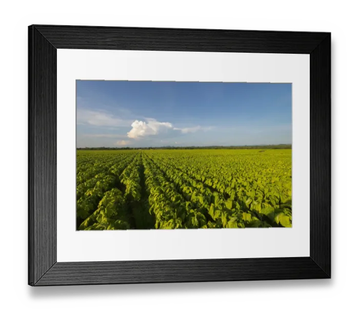 Framed Print : Color Image, Photography, No People, Horizontal, Outdoors, Day, Industry, Cloud, Rural Scene Framed Print : Color Image, Photography, No People, Horizontal, Outdoors, Day, Industry, Cloud, Rural Scene