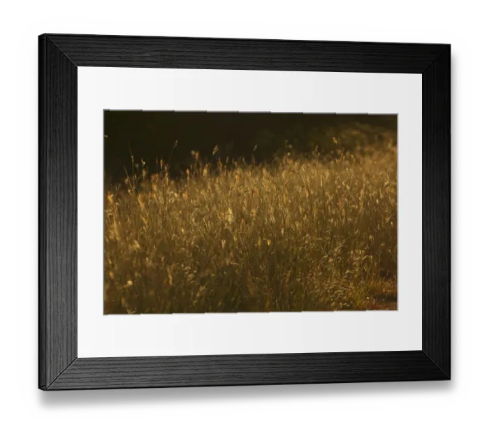 Framed Print : Grass at sunset, Kruger National Park, South Africa