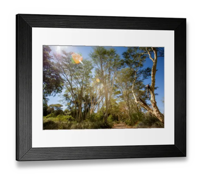 Framed Print : Kruger National Park, Nature Reserves, South Africa, fever trees, Colour Image, Color Image Framed Print : Kruger National Park, Nature Reserves, South Africa, fever trees, Colour Image, Color Image