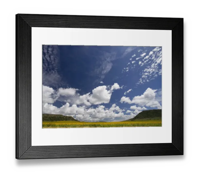 Framed Print : Color Image, Colour Image, Photography, Day, Outdoors, No People, Horizontal, Sunflower Framed Print : Color Image, Colour Image, Photography, Day, Outdoors, No People, Horizontal, Sunflower