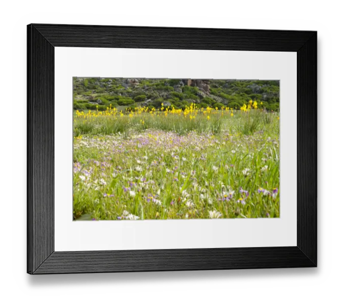 Framed Print : Color Image, Photography, No People, Horizontal, Outdoors, Day, Landscape, Forest Framed Print : Color Image, Photography, No People, Horizontal, Outdoors, Day, Landscape, Forest