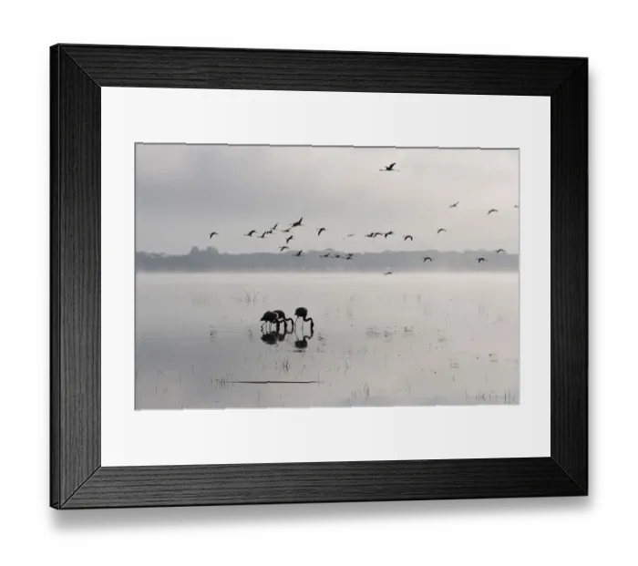 Framed Print : africa, animal, beak, beautiful, beauty, bird, color image, copy space, day, elegance Framed Print : africa, animal, beak, beautiful, beauty, bird, color image, copy space, day, elegance