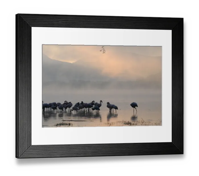 Framed Print : africa, animal, beak, beautiful, beauty, bird, color image, colour image, copy space Framed Print : africa, animal, beak, beautiful, beauty, bird, color image, colour image, copy space