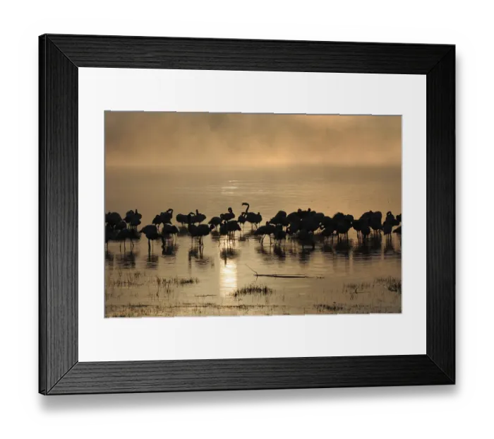 Framed Print : africa, animal, beak, beautiful, beauty, bird, color image, colour image, copy space Framed Print : africa, animal, beak, beautiful, beauty, bird, color image, colour image, copy space