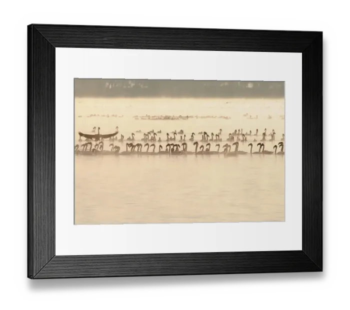 Framed Print : africa, animal, animals, beak, beautiful, beauty, bird, color image, colour image Framed Print : africa, animal, animals, beak, beautiful, beauty, bird, color image, colour image