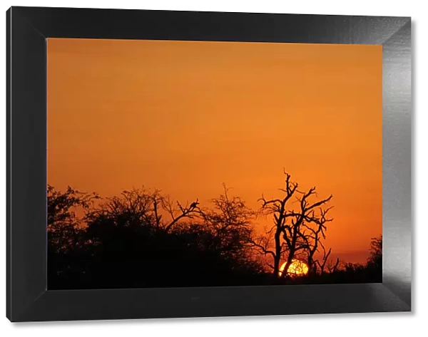 Sunset and trees. Kruger National Park,s Africa