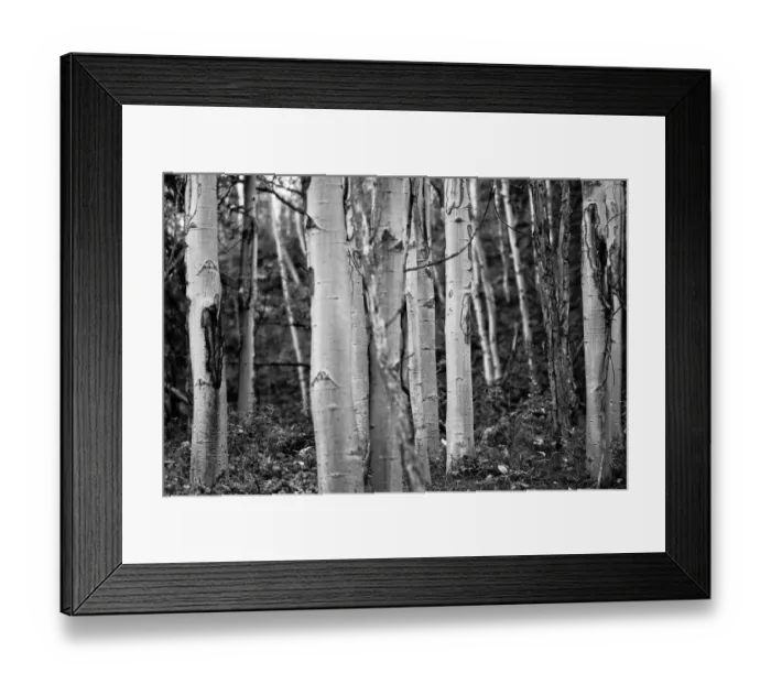 Framed Print : Denali National Park and Preserve, Alaska, USA Framed Print : Denali National Park and Preserve, Alaska, USA