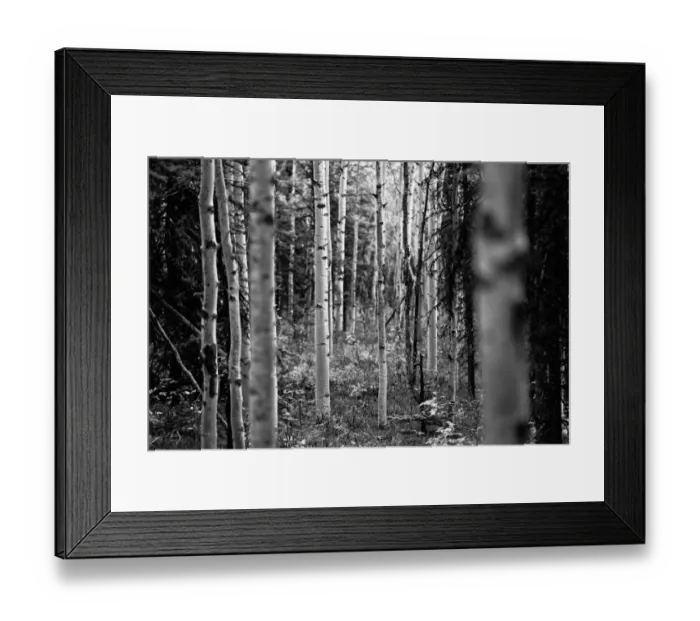 Framed Print : Denali National Park and Preserve, Alaska, USA Framed Print : Denali National Park and Preserve, Alaska, USA
