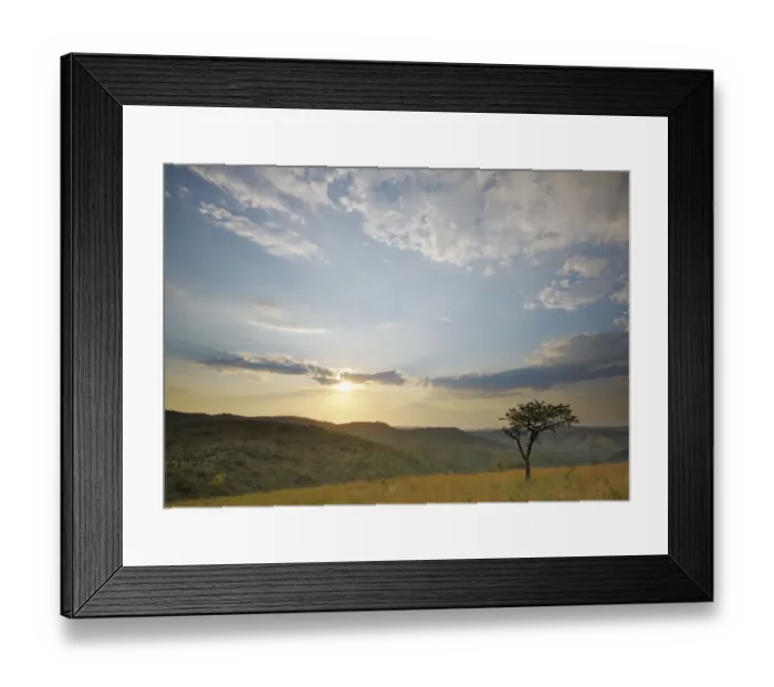 Framed Print : acacia tree, africa, at the edge of, beauty in nature, bushveld, cloud, clouds, color image Framed Print : acacia tree, africa, at the edge of, beauty in nature, bushveld, cloud, clouds, color image