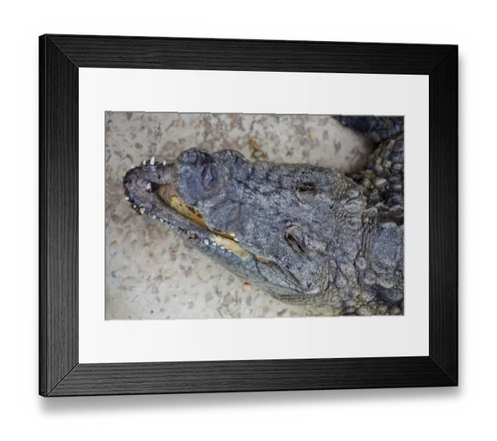 Framed Print : Close-up of Nile crocodile head (Crocodylus niloticus) swimming in a pond on a Crocodile farm in the Western Cape Province, South Africa