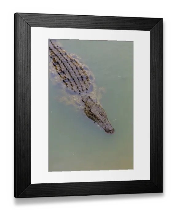 Framed Print : Close-up of Nile crocodile (Crocodylus niloticus) swimming in a pond on a Crocodile farm in the Western Cape Province, South Africa Framed Print : Close-up of Nile crocodile (Crocodylus niloticus) swimming in a pond on a Crocodile farm in the Western Cape Province, South Africa