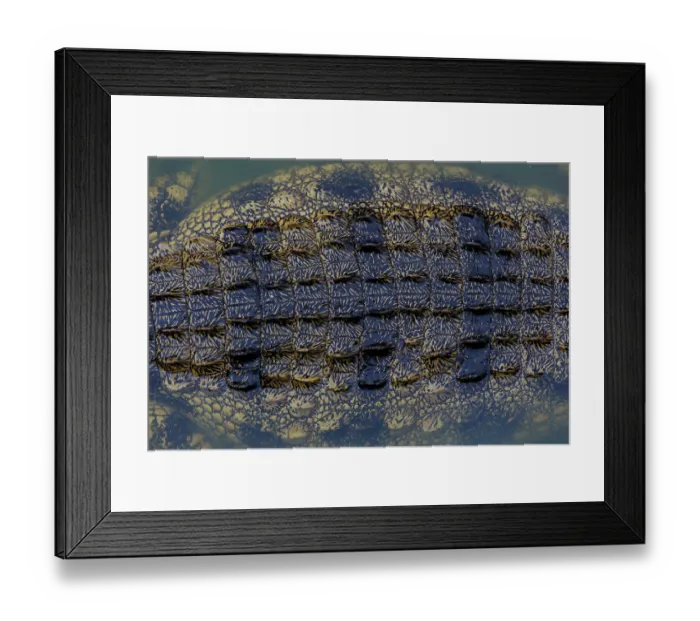 Framed Print : Close-up texture of a the shin on a Nile Crocodiles back, Western Cape Province, South Africa Framed Print : Close-up texture of a the shin on a Nile Crocodiles back, Western Cape Province, South Africa