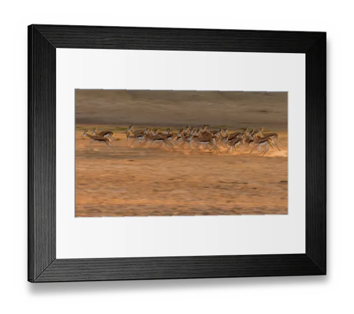 Framed Print : animal themes, animals in the wild, antidorcas marsupialis, beauty in nature, color image