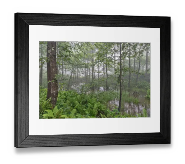 Framed Print : artvin, beauty in nature, color image, day, fog, forest, greenland, karagol, landscape Framed Print : artvin, beauty in nature, color image, day, fog, forest, greenland, karagol, landscape