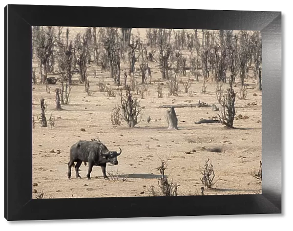 african buffalo, animal, animal themes, barren, beauty in nature, color image, colour image