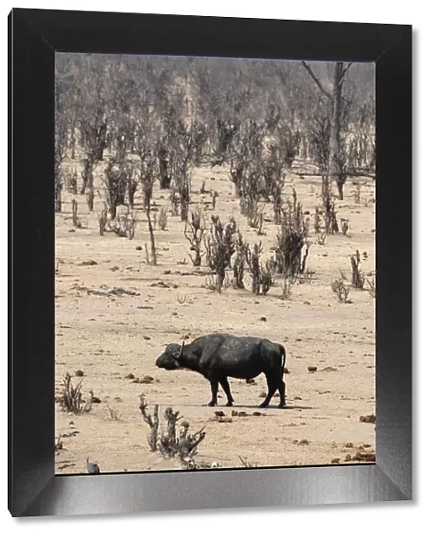 african buffalo, animal, animal themes, barren, beauty in nature, color image, colour image