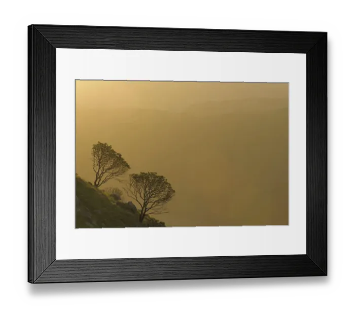 Framed Print : africa, at the edge of, beauty in nature, casuarinaceae, color image, color image