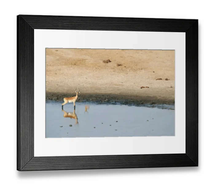 Framed Print : animal, animal themes, antelope, barren, beauty in nature, color image, colour image Framed Print : animal, animal themes, antelope, barren, beauty in nature, color image, colour image