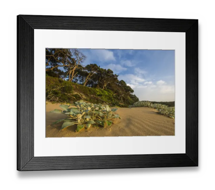 Framed Print : africa, beach, coastal forest, coastal vegetation, coastline, color image, colour image