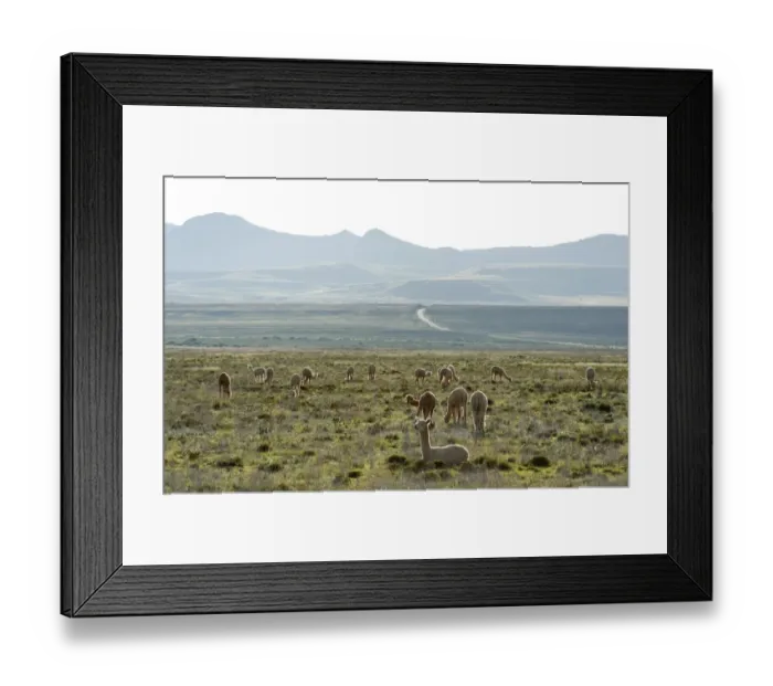 Framed Print : alpaca, animal themes, color image, colour image, day, eastern cape province, feeding Framed Print : alpaca, animal themes, color image, colour image, day, eastern cape province, feeding