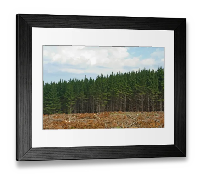Framed Print : branches, clouds, color image, colour image, cut, dried, forest, growth, harvest Framed Print : branches, clouds, color image, colour image, cut, dried, forest, growth, harvest