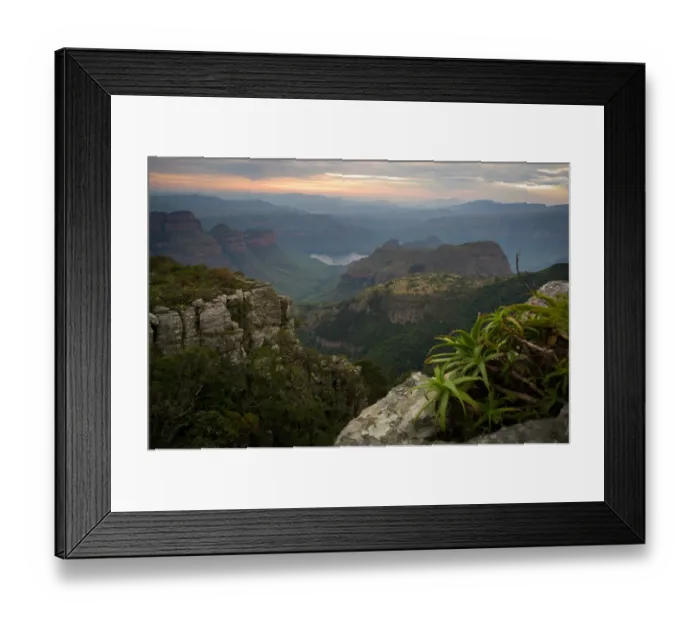 Framed Print : aloe, awe, beauty in nature, blyde river, blyde river nature reserve, color image Framed Print : aloe, awe, beauty in nature, blyde river, blyde river nature reserve, color image