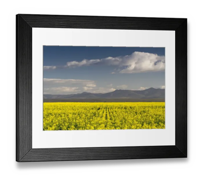 Framed Print : agriculture, beauty in nature, canola, cloud, color image, colour image, day, daytime