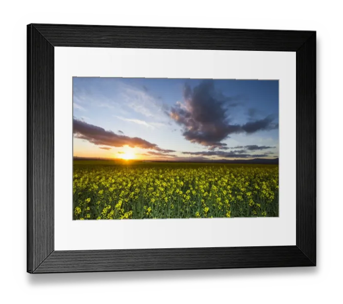 Framed Print : agriculture, beauty in nature, bredasdorp, canola, cloud, color image, colour image Framed Print : agriculture, beauty in nature, bredasdorp, canola, cloud, color image, colour image