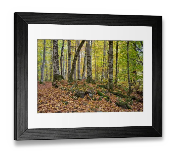 Framed Print : asia, autumn, autumn colors, beauty in nature, bolu, color image, colour image, eurasia Framed Print : asia, autumn, autumn colors, beauty in nature, bolu, color image, colour image, eurasia