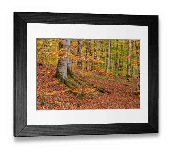 Framed Print : asia, autumn, autumn colors, beauty in nature, bolu, color image, colour image, eurasia Framed Print : asia, autumn, autumn colors, beauty in nature, bolu, color image, colour image, eurasia