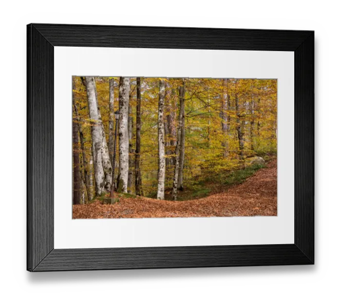 Framed Print : asia, autumn, autumn colors, beauty in nature, bolu, color image, colour image, eurasia Framed Print : asia, autumn, autumn colors, beauty in nature, bolu, color image, colour image, eurasia