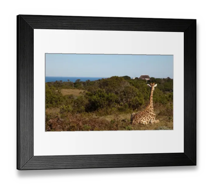 Framed Print : animal, animal themes, captive, clear sky, color image, colour image, day, daytime Framed Print : animal, animal themes, captive, clear sky, color image, colour image, day, daytime
