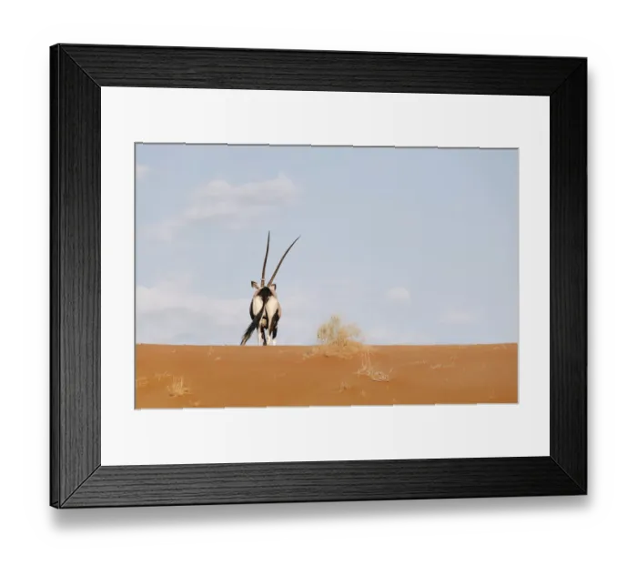 Framed Print : acacia erioloba, animal, animal themes, antelope, barren, cloud, color image, colour image Framed Print : acacia erioloba, animal, animal themes, antelope, barren, cloud, color image, colour image