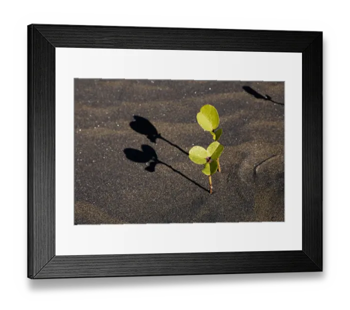 Framed Print : beach, beach morning glory, beach sand, beauty in nature, brown, color image, colour image Framed Print : beach, beach morning glory, beach sand, beauty in nature, brown, color image, colour image
