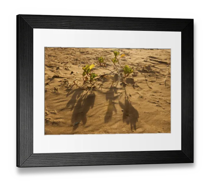 Framed Print : beach morning glory, beach sand, beauty in nature, brown, color image, colour image Framed Print : beach morning glory, beach sand, beauty in nature, brown, color image, colour image