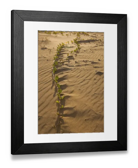 Framed Print : beach, beach morning glory, beach sand, beauty in nature, brown, color image, colour image Framed Print : beach, beach morning glory, beach sand, beauty in nature, brown, color image, colour image