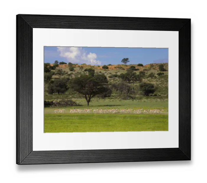 Framed Print : animal themes, antelope, beauty in nature, cloud, color image, colour images, day Framed Print : animal themes, antelope, beauty in nature, cloud, color image, colour images, day