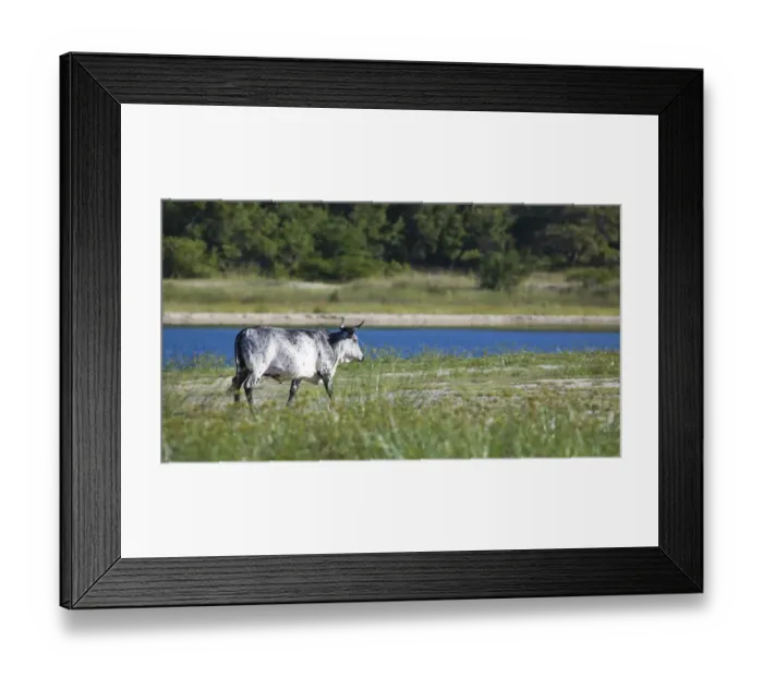 Framed Print : agriculture, animal themes, beauty in nature, black, color image, colour image, copy space