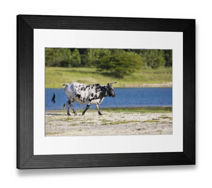 Framed Print : agriculture, animal themes, beauty in nature, black, color image, colour image, copy space Framed Print : agriculture, animal themes, beauty in nature, black, color image, colour image, copy space