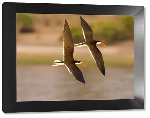 african skimmer, animal themes, bird, botswana, chobe river, clear sky, color image